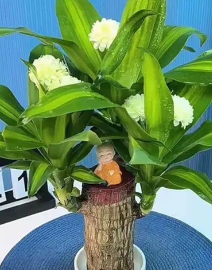 Brazilian lucky wood Original Brazilian Lucky Wood Live Stick Plant Seed (1 per packet)-image-22