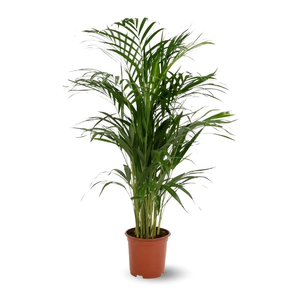 Palmier d'intérieur Areca de 70-80 cm pour un salon tropical