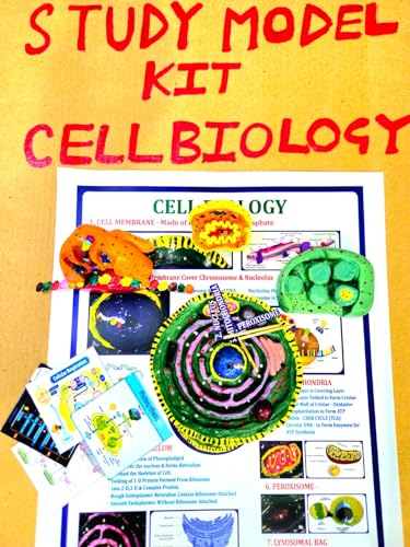 Image of Study Model kit for Cell Biology and organelles.