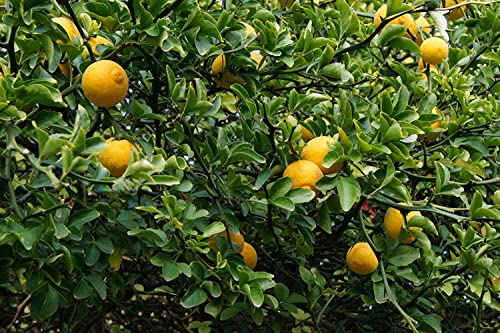 Bitterorange Poncirus trifoliata Pflanze 35-40cm Dreiblättrige...
