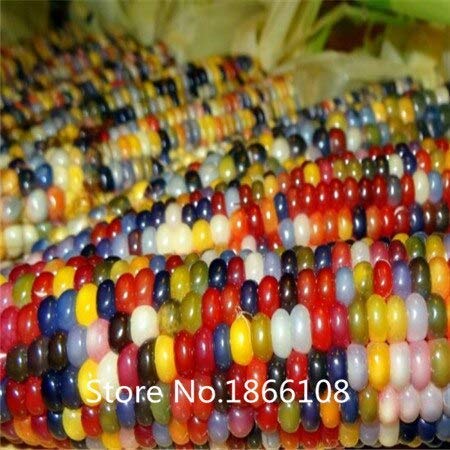 Burgundy : Home & Garden Home Garden Plant 20 Seeds Rare White Sweet Corn,Zea Mays Heirloom Non GMO Organic Seeds