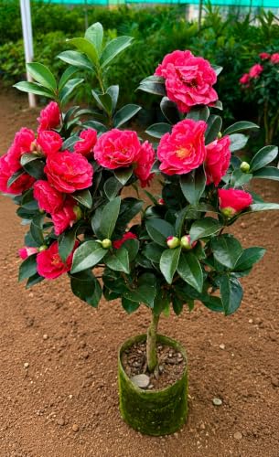 Generic Camellia Red Live Flower Plant - Image 5