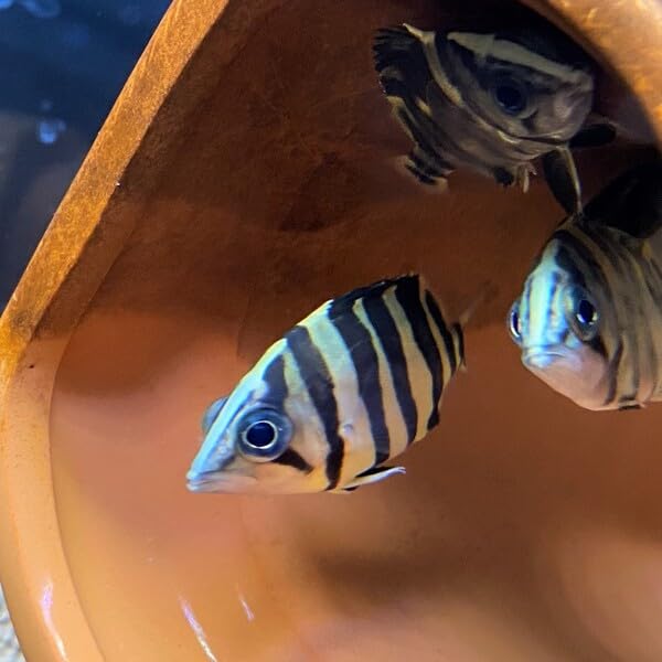 Amazon | ダトニオプラスワン（スマトラタイガー） 5-7cm 1匹