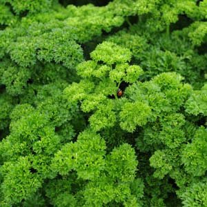 Go Green Parsley Curled Leaves - 50 Seeds (Pack of 1) (B00KT08JIG) Amazon Price History, Amazon Price Tracker