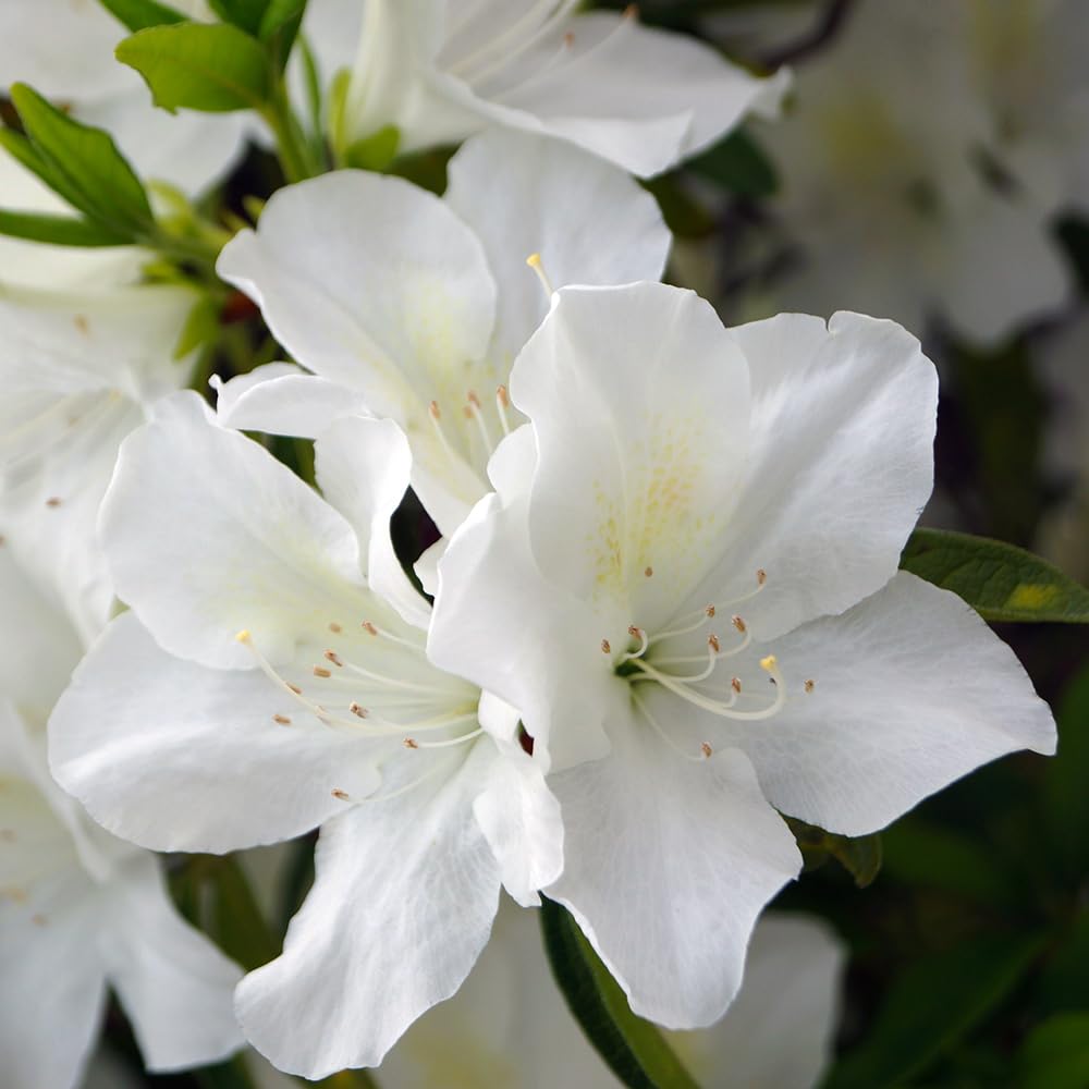You Garden - Azalea 'Encore' in an 8cm Pot - Garden Ready Plants Ready to Plant Out in Gardens - Supplied as 1 x Established Garden Ready Plant for Pots