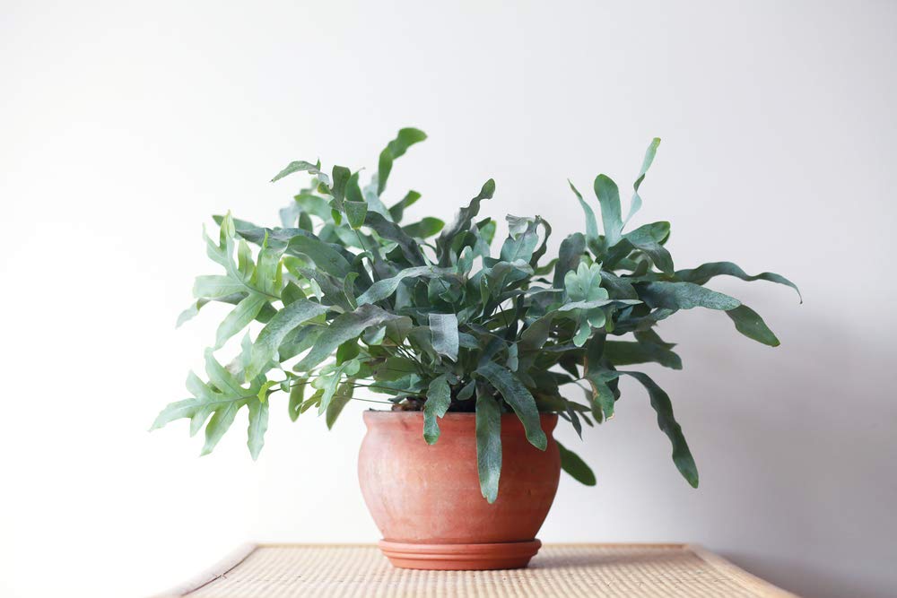 Bloomique - Phlebodium Blue Star - Fougère bleue - Plante d’intérieur - Dépolluante - Sans danger pour les animaux - Hauteur 20-30 cm - Pot 12 cm