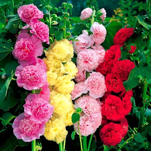Hollyhock Flower Seeds Imported Hybrid Double Petal Mix | All Colour Malva/Rose Tree Seeds for Winter Planting, Outdoor Garden & Home Garden | Premium High Germination Seeds || 50+ seeds