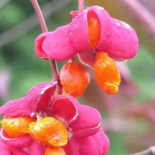 Euonymus europaeus 'Red Cascade' 15cm Pot Size