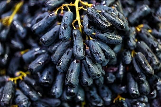 "Moon Drop grapes Fruit plant "Grafted hybrid - 1 Healthy Live Super Yielding Early Fruting Moon Drop grapes Fruit Plant' 1-1.5 Ft Height in Nursery Grow Bag for Home Garden CF_2003