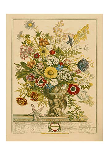 Robert Furber Novembre fleur impression d'art pour salon chic