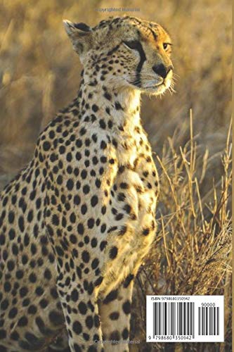 NOTEBOOK: Cheetah notebook with 120 lined pages 6” x 9” perfect for everyday use - Image 2