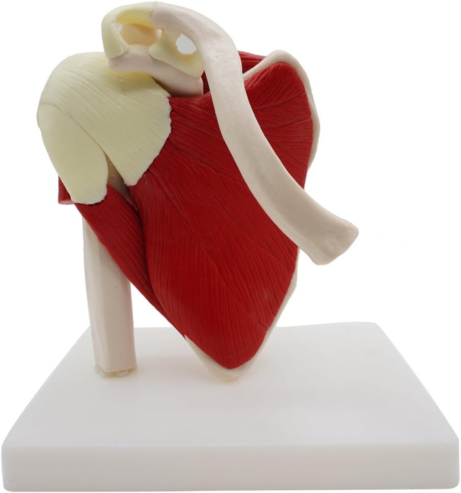 Muscled Shoulder Joint Model,Kouber Human Anatomical Model,Life Size,6" x 8" x 9"