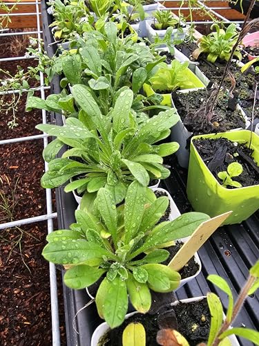 2pack Tiny Live Blue Forget me not Flower Plant Growing