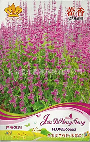 30 Semi/Seeds Pacchetto issopo Agastache Flower Garden perenne DecorationFlower Semi G25