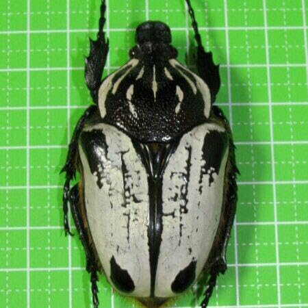 カメルーン産 アルバトス f.ストリアトス ゴライアス 69mm カメルーン産 アルバトス f.ストリアトス ゴライアス 69mm カメルーン