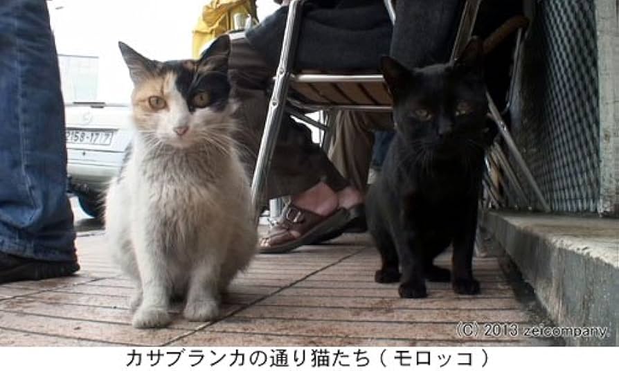 Amazon.co.jp: 地中海・猫たちのクロニクル(Blu-ray Disc) : DVD