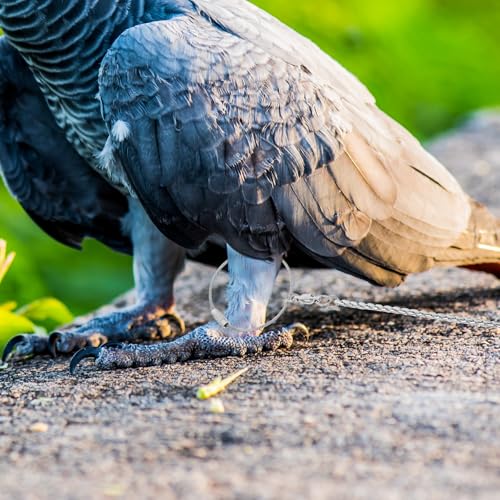 Chambre d'oiseaux : chaîne de cheville pour perroquets et perruches - 5