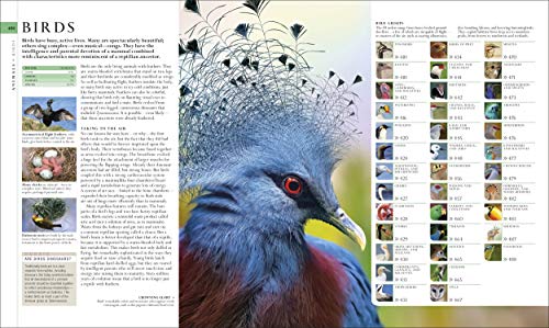 Image of Natural History (DK Definitive Visual Encyclopedias)