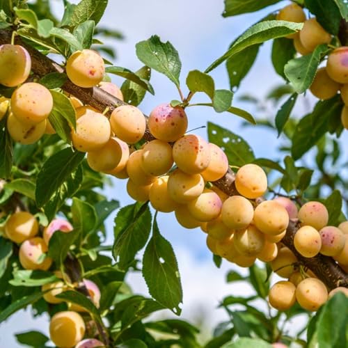 Pflaumenbaum Mirabelle von Nancy Obstbaum 80-140 cm, Aromatische Süße Früchte, Winterharter, Wurzelnackte Obstbaume, Pflaume, Prunus domestica, Mehrjährig, Ideal für Garten & Obstwiese