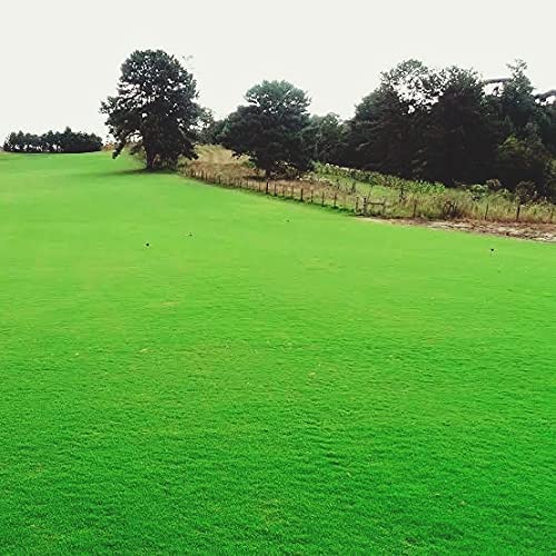 5kg de sementes Grama bermuda tratada campo de futebol, jardins etc. (Cobre até 5.000 m2)