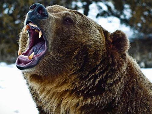 悲劇!相棒の大けが 悲劇!相棒の大けが