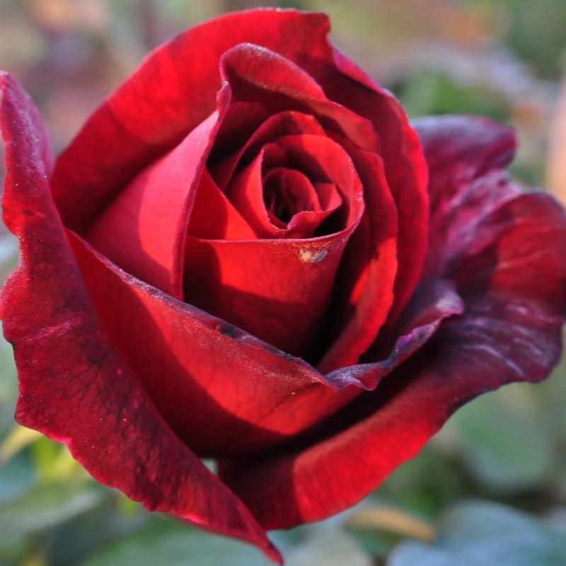 Rose Plant Live, Roses Bush for Outdoor Garden, 5-10 Inch Tall, Ornamental Flowering Shrub with Fragrant Blooms, Ready to Plant (Red Rose)
