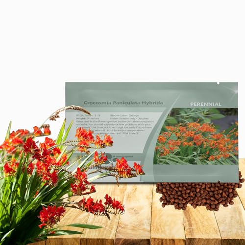 Outsidepride Crocosmia Seeds - 100 Pcs. Perennial, Hardy & Easy to Grow, Flower Seeds for Planting Tall & Vibrant Orange Tube-Shaped Blooms for Wildlife Gardens & Container Displays