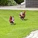 Yardwe 2 Stück Huhn Deko Hühner Gartendeko Hühner Deko Lebensechte für Draußen Draußen Rasen Hofdekoration