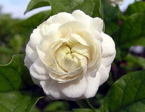 9GreenBox - Arabian Jasmine Plant - Grand Duke of Tuscany - Fragrant - 4