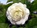Arabian Jasmine Plant - Grand Duke of Tuscany - Fragrant - 4" Pot