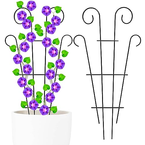 Best Indoor Climbing Plants for Your Home A Guide to Choosing the