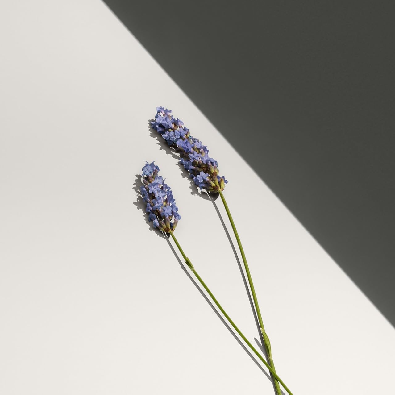 Calvin Klein Defy Men's Deodorant – With Notes of Bergamot Oil, Lavender Absolute, & Vetiver Oil