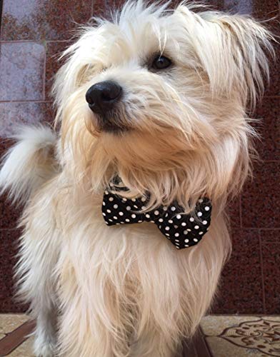 Image of That Dog In Tuxedo Twinkle Dots Dog Bow Tie Bowtie with Collar (Size - S)