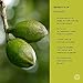 Banyan Botanicals Haritaki Tablets – Certified Organic Terminalia Chebula – Supports Detoxification & Rejuvenation* – 90 Tablets – Non-GMO Sustainably Sourced Certified Fair for Life Fair Trade