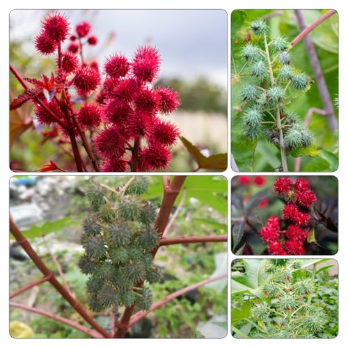 semillas de ricino semillas orgánicas decorativas jardín balcón resistentes verdes 450pcs
