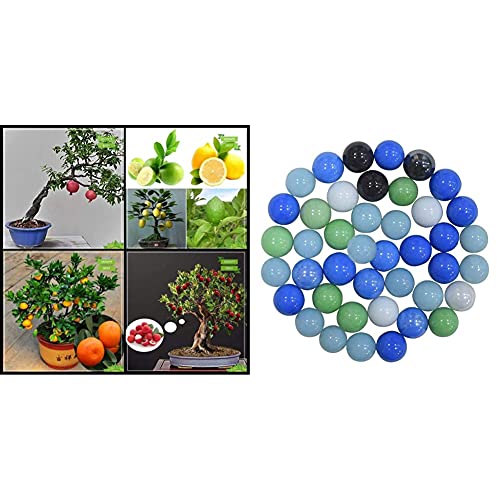 OhhSome Kitchen Garden Seeds Combo Fruit Bonsai Suitable : Pomagranate, Lemon Fruit, Orange, Litchi Bonsai Suitablekitchen Garden Pack + OhhSome 1Kg Round Kancha Mixed Colour Pebble