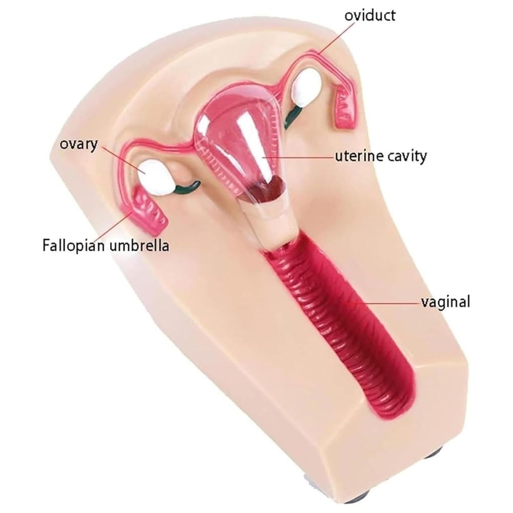 Modello di addestramento contraccettivo intrauterino, modello di dispositivo di nascita esterno, modello di guida alla contraccezione interna uterina femminile, modello di addestramento
