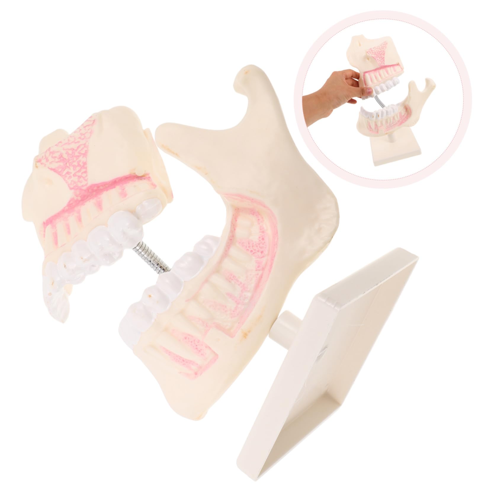 Modello Didattico Per Odontoiatria Modello Per Il Taglio Dei Denti