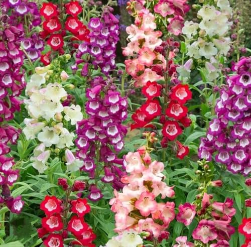 850 Penstemon Native Seeds, Digitalis Husker Red - Hartwegii Sensation Flower Seed Garnet BeardTongue-PeavyTailor