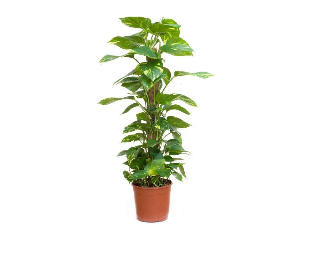 Indoor fresh plants - money plant