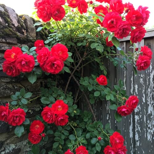 Image of Climbing Rose Hybrid Seeds Pack - Large Flowers- 70 Easy-to-Grow Seeds for Vibrant Blooms, Suitable for All Indian Climates (CRIMSON)