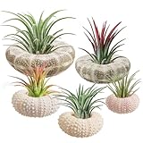 5 Pack Mini Sea Urchin Shell Air Plant Holders- 1.4-3.7 Inch Decorative Airplant Pot, Tabletop Air Tillandsia Succulent Display Container for Home Garden Decor Beach Theme Party Favors (No Plants)