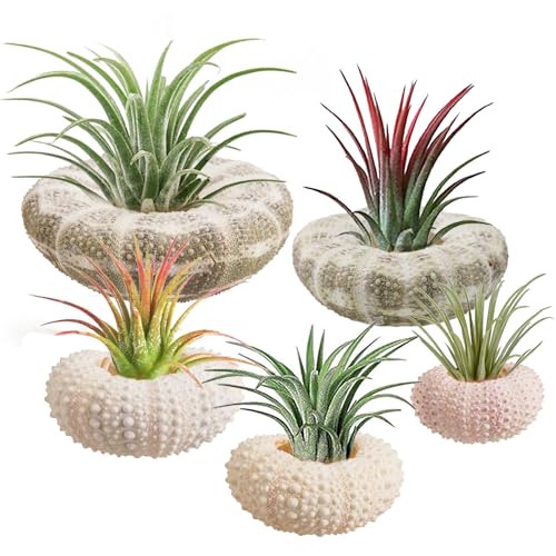 5 Pack Mini Sea Urchin Shell Air Plant Holders- 1.4-3.7 Inch Decorative Airplant Pot, Tabletop Air Tillandsia Succulent Display Container for Home Garden Decor Beach Theme Party Favors (No Plants)