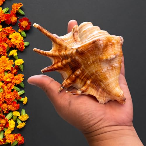 Image of Natural Panchmukhi Vamavarti Shankh for Pooja| Original Blowing Conch Shell for Puja, Temple, Home Decor, Mandir, Spiritual Use| Rare Five Mukhi Sacred Shankh for Vastu, Prosperity (13-15 cm)