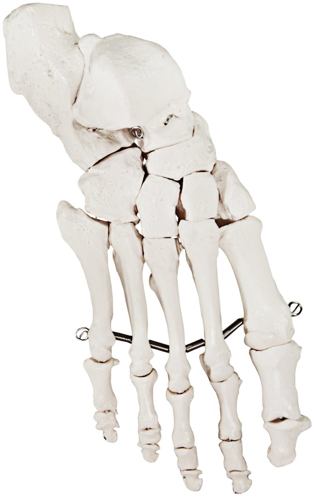 Axis Scientific Skeletal Foot | Right | Fully Articulated Flexible Foot Skeleton is Secured with Quality Wire to Demonstrate Movement | includes Product Manual