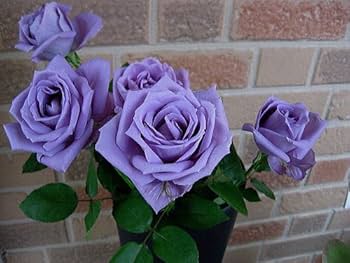 Amazon.co.jp: [Christmas Limited Time: 12/22 – 12/25