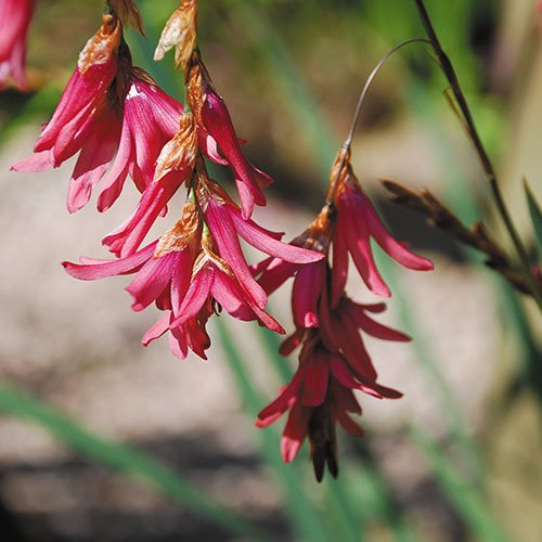 Plant World Seeds - Dierama Igneum Seeds (Perennial Flower Seeds)