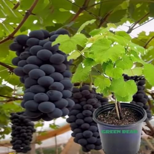 Green Bear Black Monukka Seedless Grape Vine, Live Plant, 15 ft Height, Full Sun to Partial Shade (2 Gallon) Table Grape