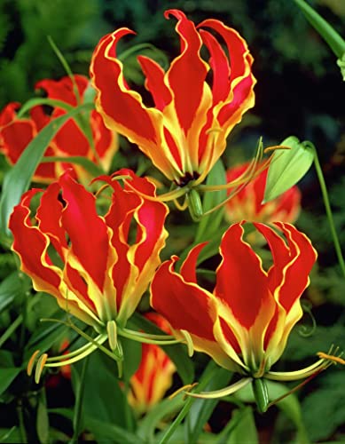 Plantogallery Bulbs Flame Lily Gloriosa Bulbs For Garden - Pack Of 3 Bulbs (B0CG34PF32) Amazon Price History, Amazon Price Tracker