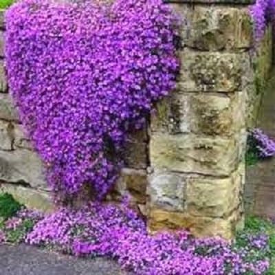 Portal Cool Aubretia Reale Violet - Perenne (500 semi)